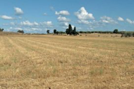 Terreno agricolo