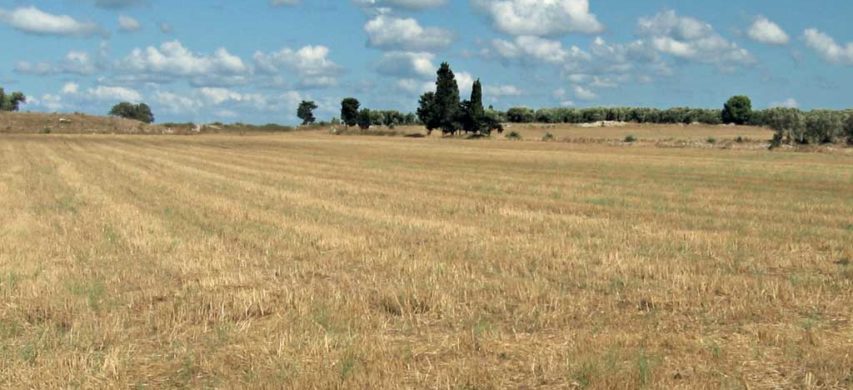 Terreno agricolo