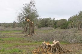 xylella olivi tagliati