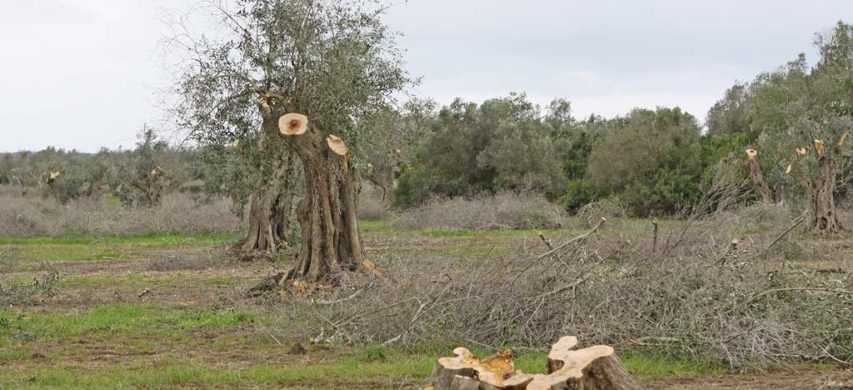 xylella olivi tagliati