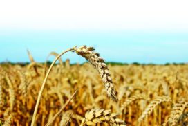 Spighe di grano tenero in maturazione