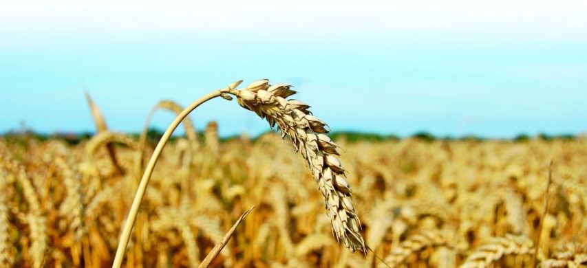 Spighe di grano tenero in maturazione