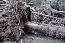 Albero abbattuto dal maltempo