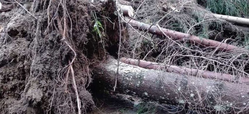 Albero abbattuto dal maltempo