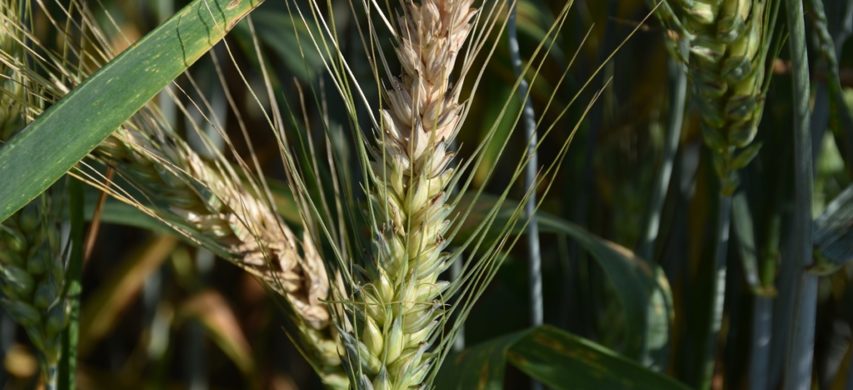 Sintomi fusariosi su spiga grano duro