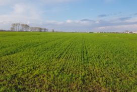 grano tenero biologico