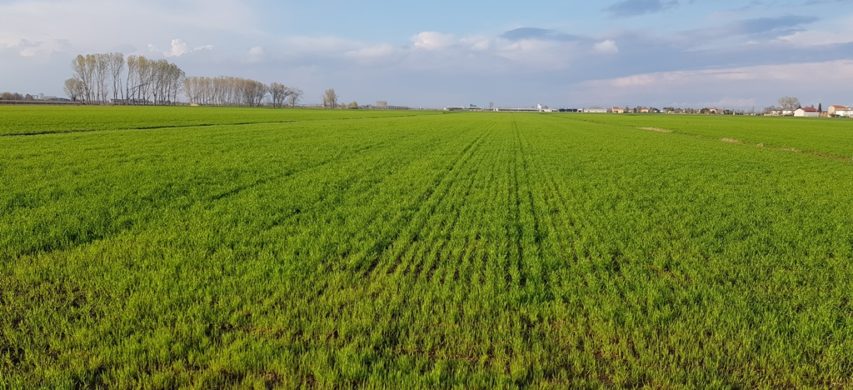 grano tenero biologico