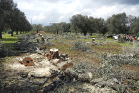 olivi tagliati colpiti da Xylella