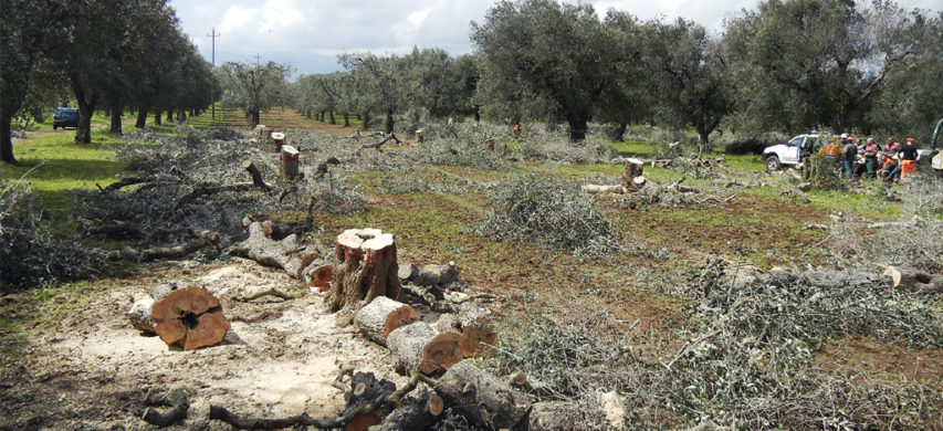 olivi tagliati colpiti da Xylella