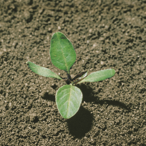 Amaranto - Amaranthus retroflexus