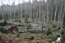 Bosco abbattuto da maltempo