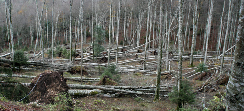 Bosco abbattuto da maltempo