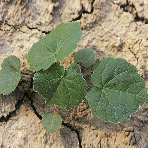 Cencio Molle - Abutilon theophrasti