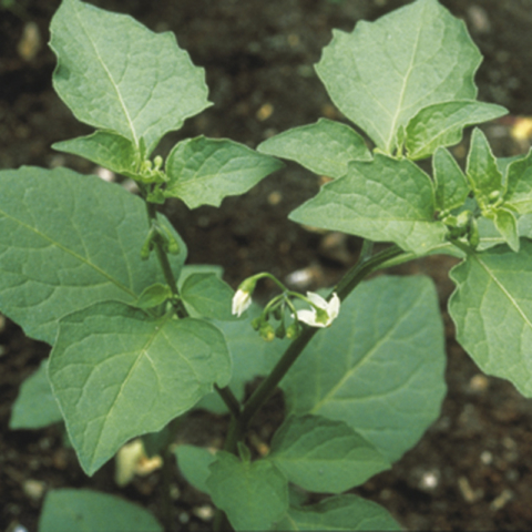 Erba Morella - Solanum nigrum