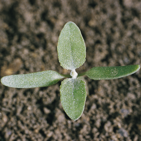 Farinello - Chenopodium album