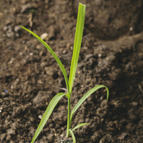 Giavone Comune - Echinochloa crus galli