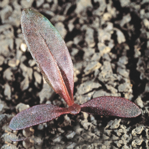 Persicaria - Polygonum persicaria