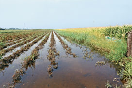 campo di pomodoro allagato