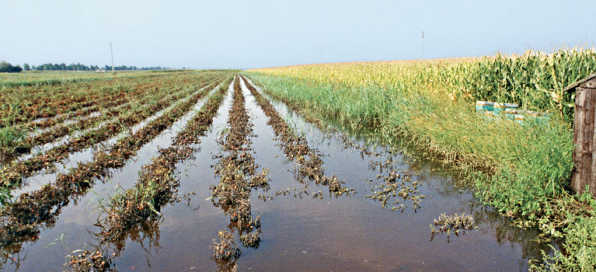 campo di pomodoro allagato