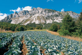 cavolo cappuccio Val di Gresta