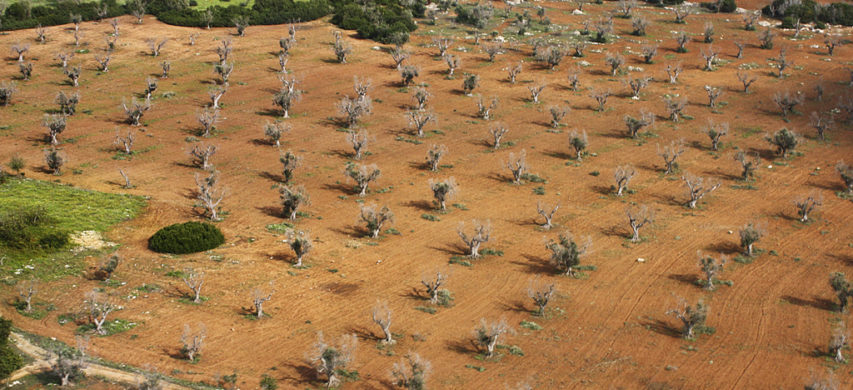 olivi colpiti da xylella