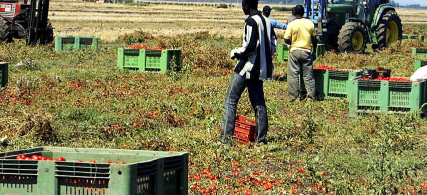 raccolta pomodori