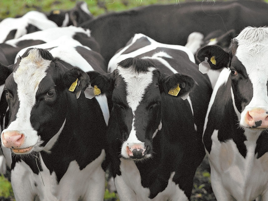 vacche frisona L'Informatore Agrario