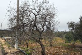 olivo danneggiato dal gelo