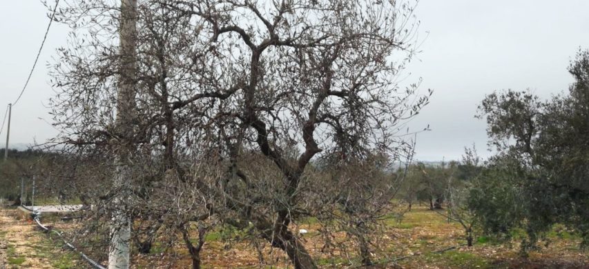 olivo danneggiato dal gelo