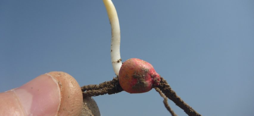 Seme conciato di mais in germinazione