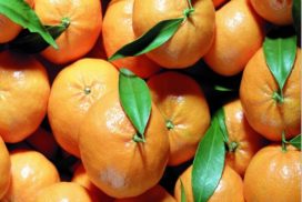piccoli agrumi, mandarini ciaculli