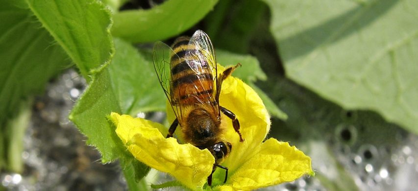 Api e insetti impollinatori in declino 