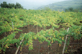 carenze di azoto in giovane vigneto