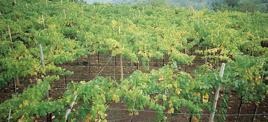 carenze di azoto in giovane vigneto