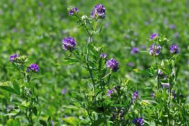 Erba medica in fioritura