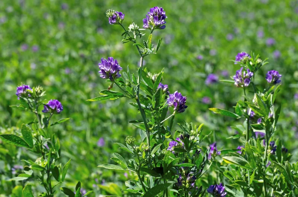 Erba medica in fioritura