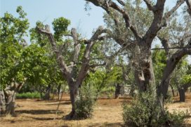 olivi xylella