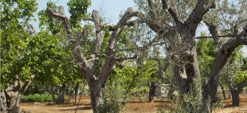 olivi xylella