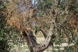 olivo con xylella