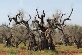 olivo xylella