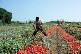 operaio raccolta pomodoro