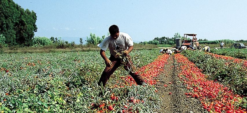 operaio raccolta pomodoro