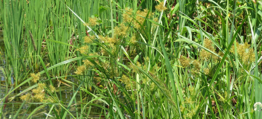 Cyperus esculentus infestante riso