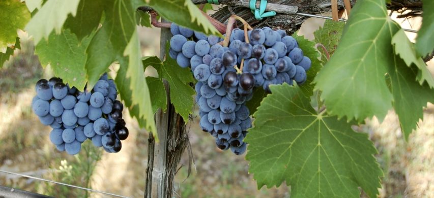 grappoli sangiovese