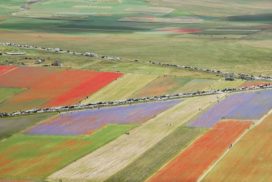 lenticchia castelluccio