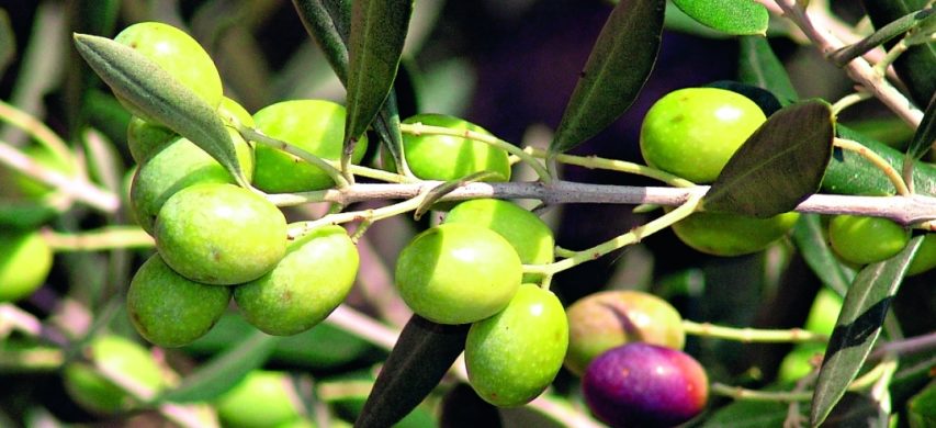 olive ogliarola