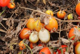 Gravi danni da ragnetto rosso su pomodoro da industria