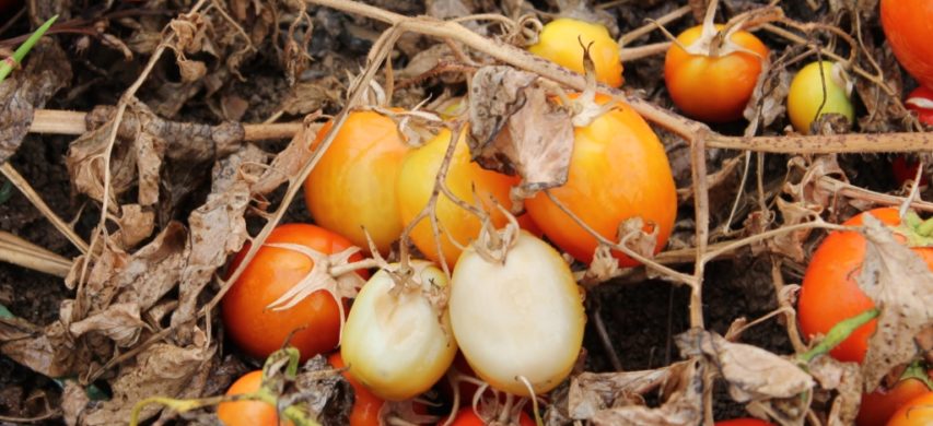 Gravi danni da ragnetto rosso su pomodoro da industria