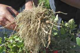 Nematodi galligeni su pomodoro