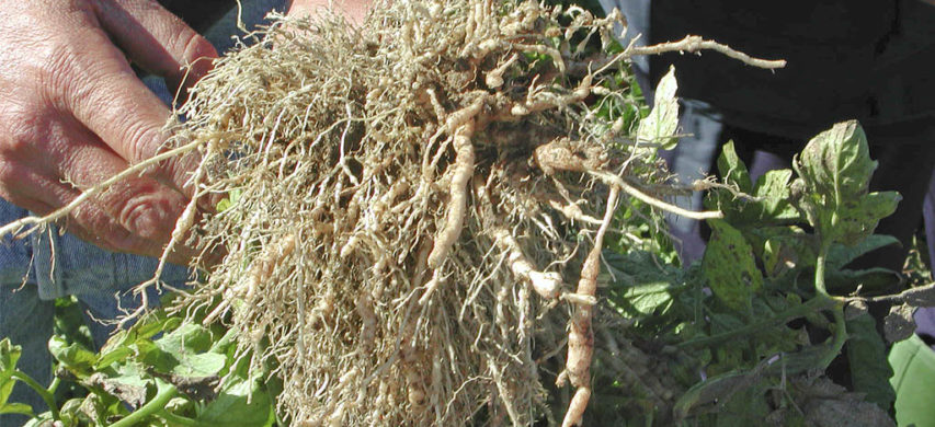 Nematodi galligeni su pomodoro